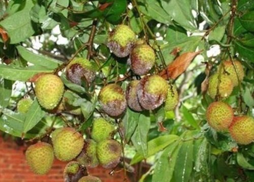 荔枝病虫害防治技术与方法措施