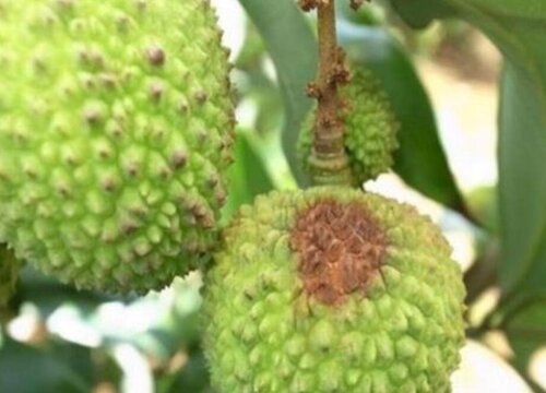 荔枝病虫害防治技术与方法措施