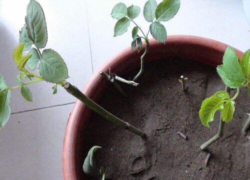 玫瑰什么时候扦插最好