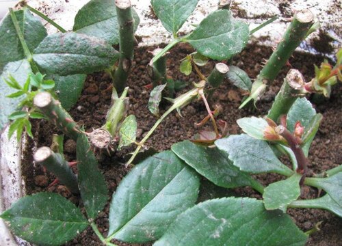 玫瑰什么时候扦插最好