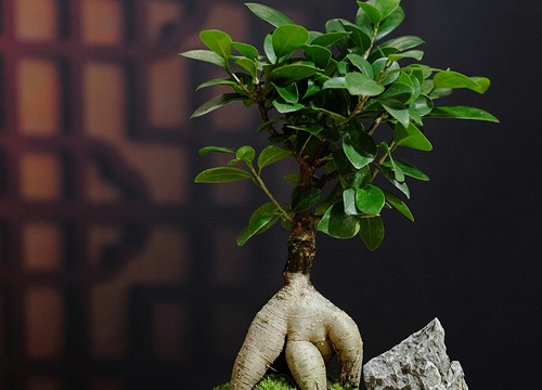 人参榕可以水培吗