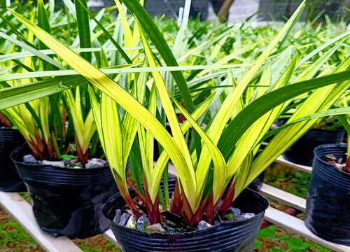 兰花根往上长是什么原因