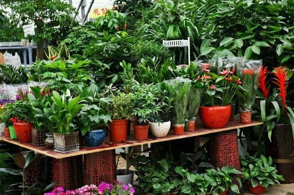 蚯蚓粪适合养哪些花卉