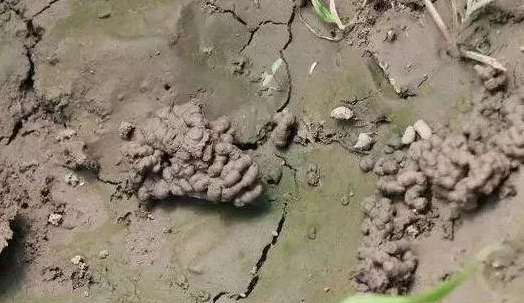 蚯蚓粪适合养哪些花卉