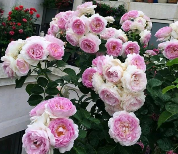 蚯蚓粪适合养哪些花卉