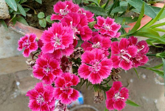 蚯蚓粪适合养哪些花卉