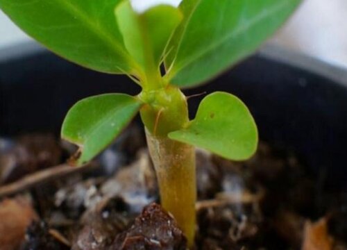 虎刺梅什么时候扦插最好