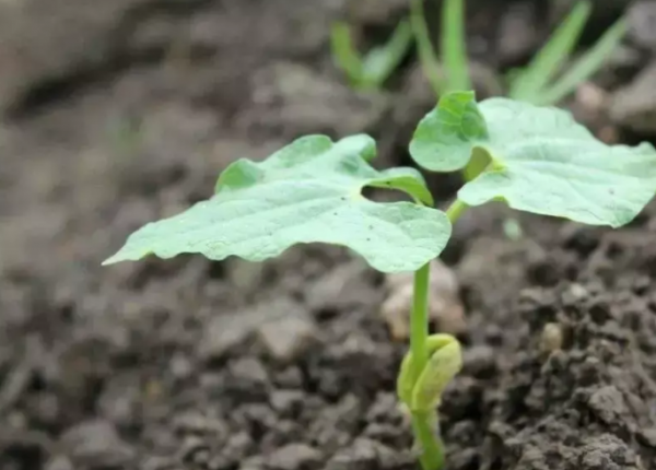 豆苗菜的种植方法