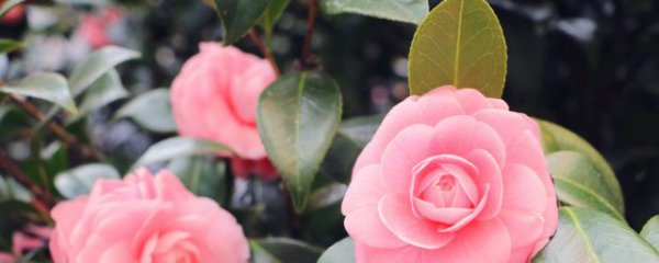 卧室内阳台适合养什么花