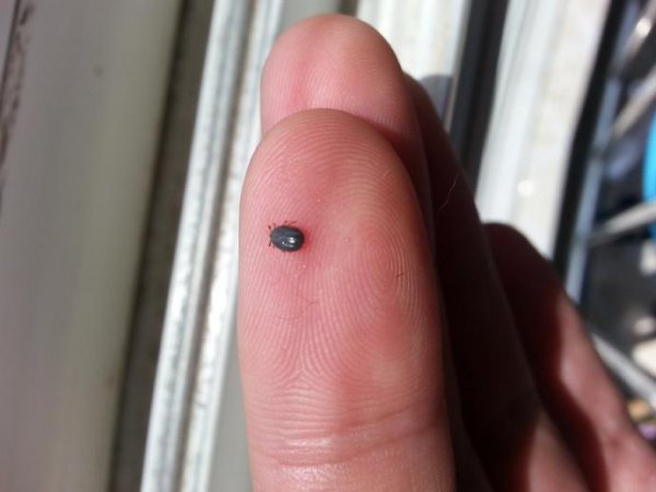 蜱虫一般生活在什么地方