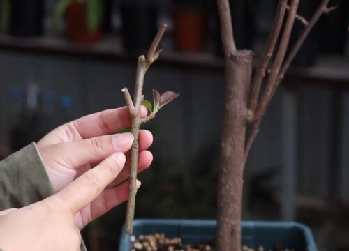 三角梅可以扦插繁殖吗