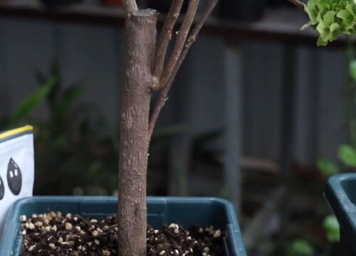 三角梅可以扦插繁殖吗