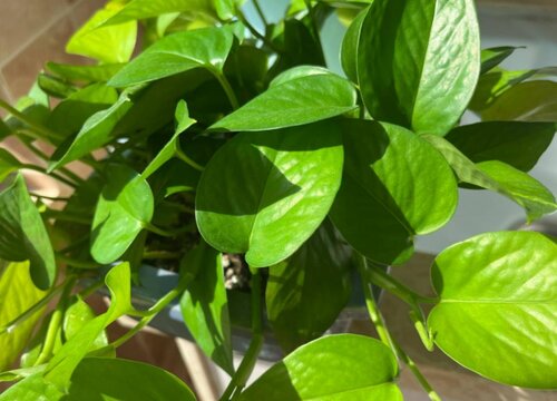 绿萝叶子不绿是什么原因