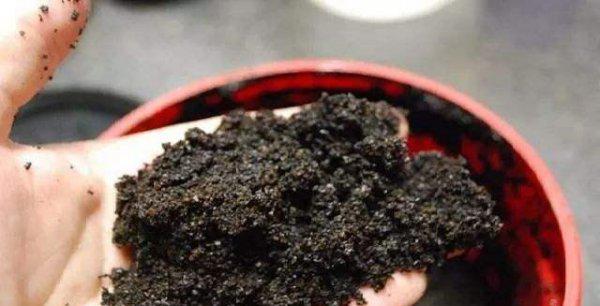 凉茶渣能直接放土里来养花吗