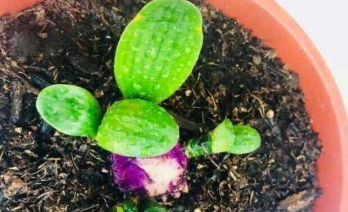 凉茶渣能直接放土里来养花吗