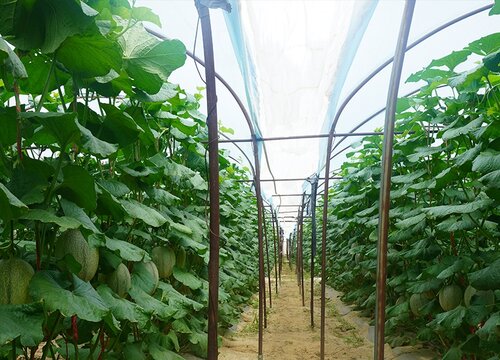 哈密瓜种植时间和方法