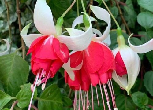 倒挂金钟追肥有哪些讲究