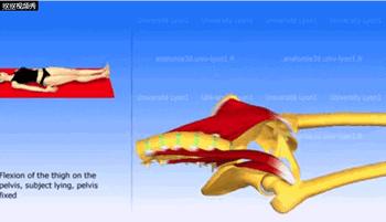 仰卧抬腿的正确姿势介绍