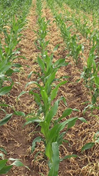 米苗后的除草药什么时候打合适