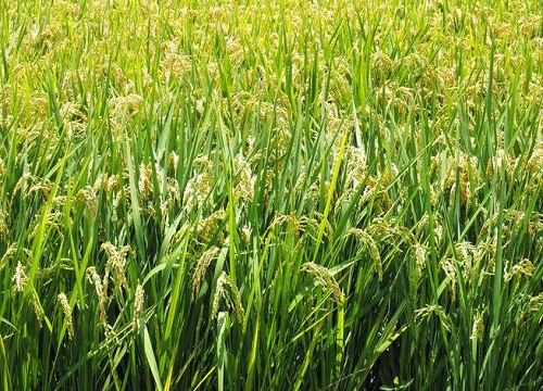 夏季适合种什么农作物