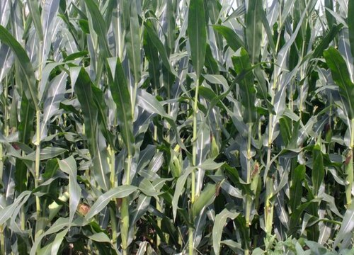 夏季适合种什么农作物