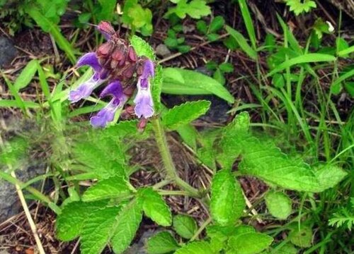 丹参种植时间和方法