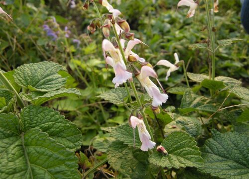 丹参种植时间和方法