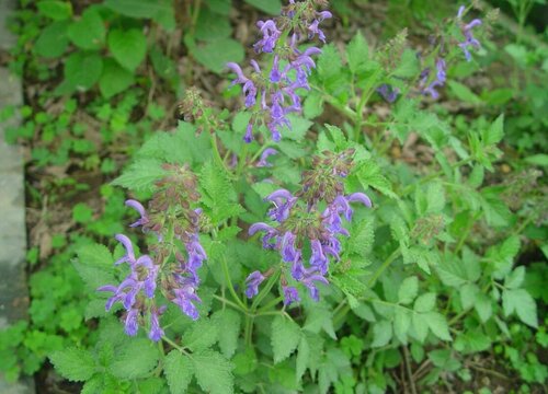 丹参种植时间和方法