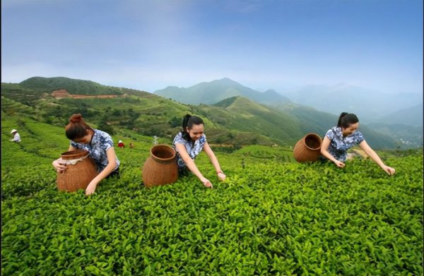 白芽奇兰是什么茶类