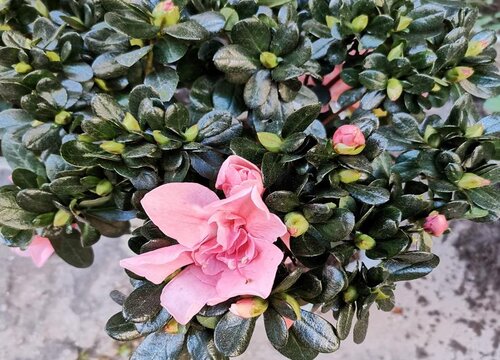 杜鹃花怎么养长得好更旺盛