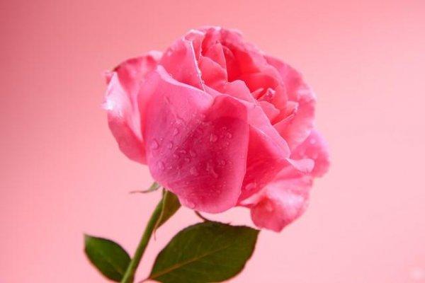 玫瑰花语每种颜色代表什么花语