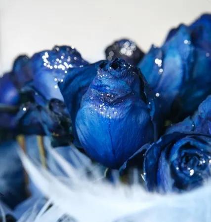 玫瑰花语每种颜色代表什么花语