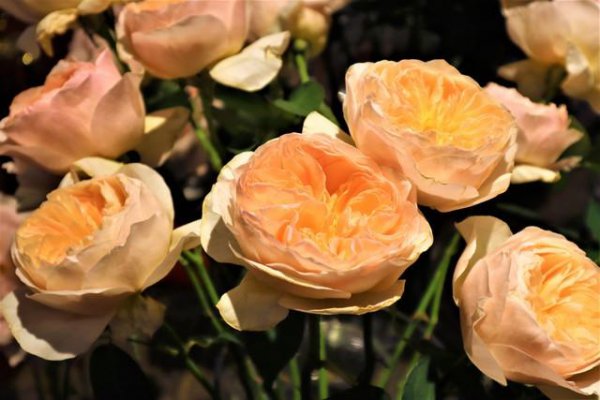 玫瑰花语每种颜色代表什么花语