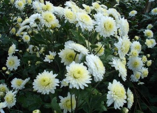 上坟花束一般包多少朵