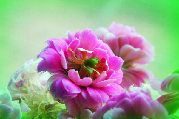 长寿花什么时候打顶最合适