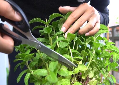 薄荷直接插土里能活吗