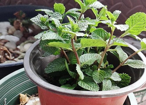 薄荷直接插土里能活吗