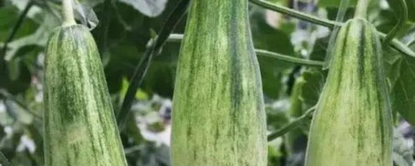 翠羊角香瓜挑选方法