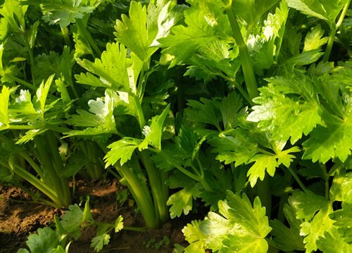 北方芹菜什么时候种植最好