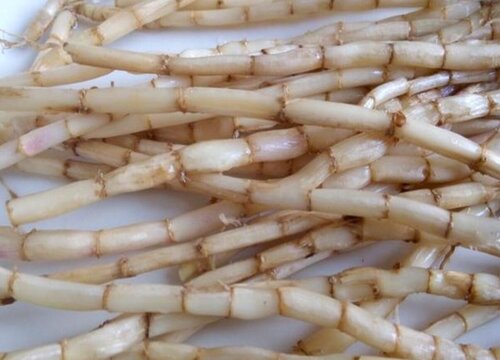 茅根长什么样子图片