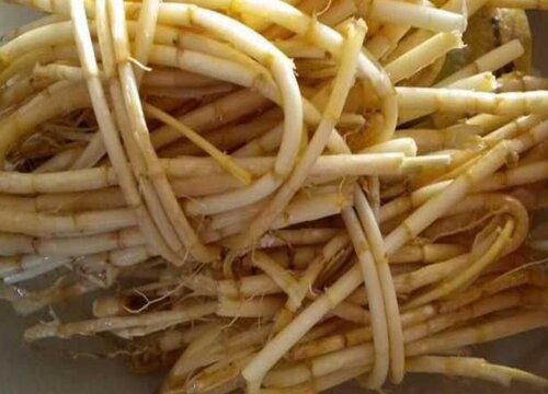 茅根长什么样子图片