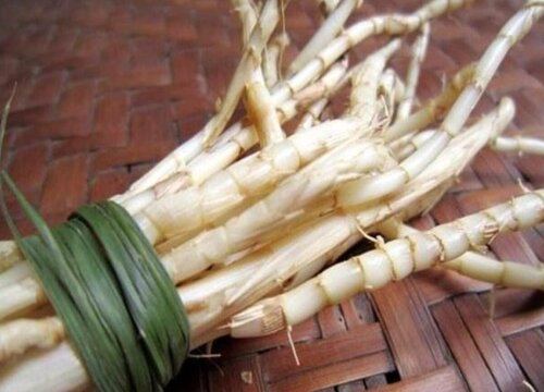 茅根长什么样子图片