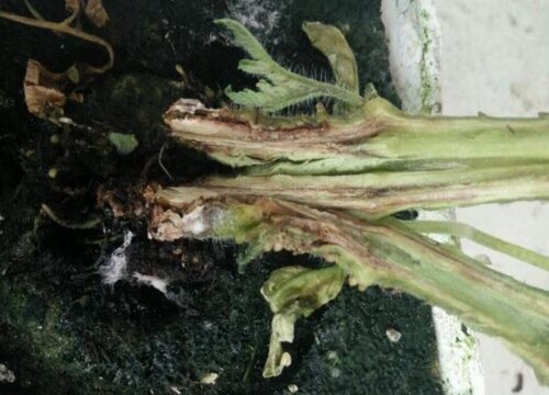 番茄病虫害防治技术与方法措施