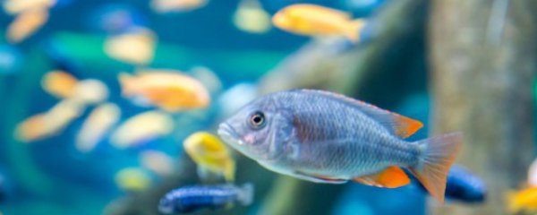 水养鱼怎么养才能更旺盛