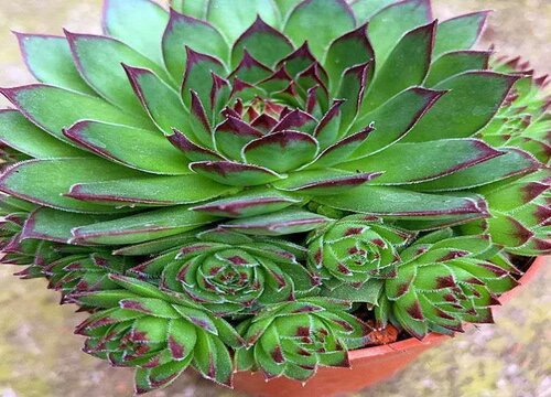 观音莲可以水培吗