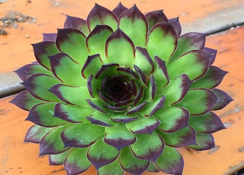 观音莲可以水培吗