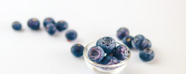 蓝莓简单种植的方法