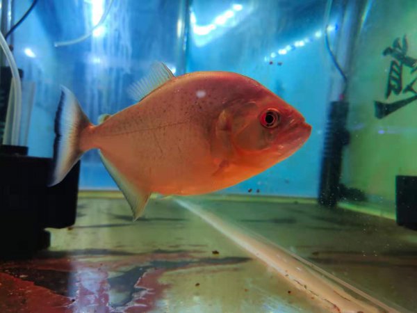 鱼缸怎么养水才能清澈