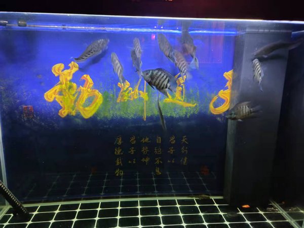 鱼缸怎么养水才能清澈