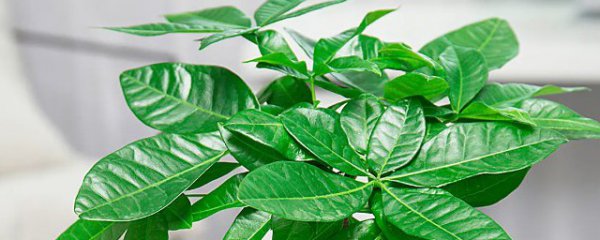 办公室招财树放在哪里